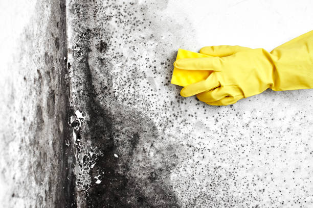 Best Bathroom Mold Remediation in Prices Fork, VA