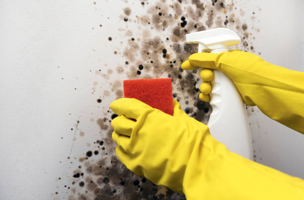 Best Kitchen Mold Remediation in Prices Fork, VA
