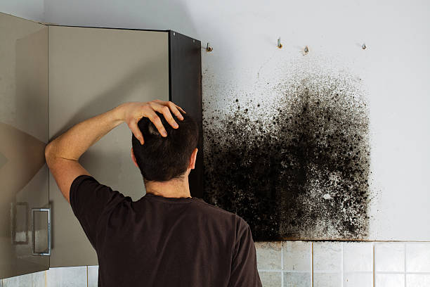 Best Black Mold Remediation in Prices Fork, VA