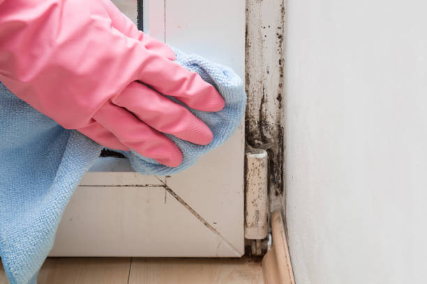Trusted Prices Fork, VA Mold Remediation Experts